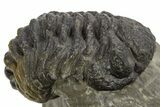 Bargain, Morocops Trilobite Fossil -, Morocco #325992-1